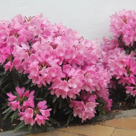 Odense City B&B Oda ve Kahvaltı